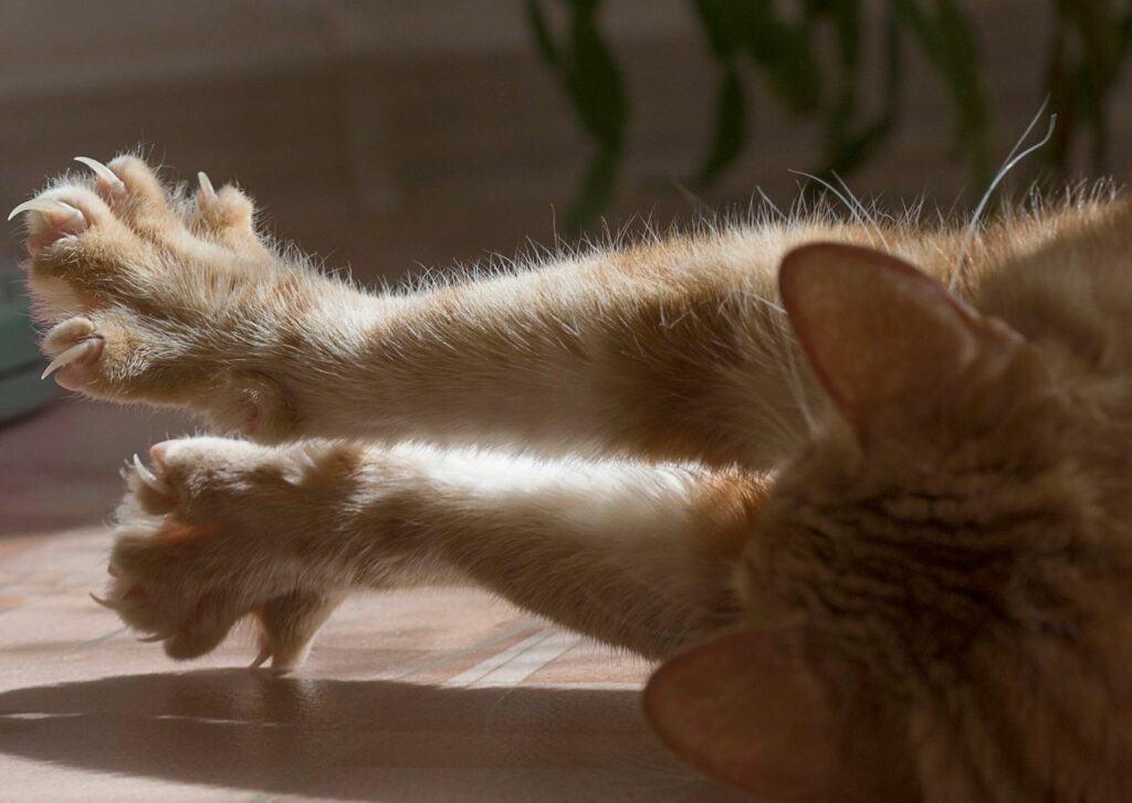 uñas de gato